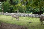 PICTURES/Bunratty Castle and Folk Village/t_Donkeys2.JPG